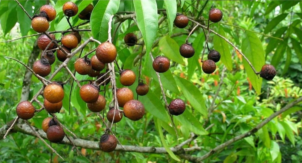 Wasnoten 3kg Met 4 Waszakjes - Zeepnoten - Natuurlijk Wassen - 4x750gr - Afbeelding 3